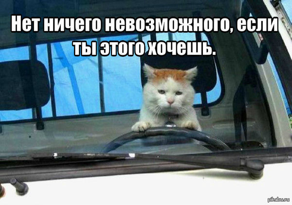 Кот за рулем авто. Смотреть фото Кот за рулем авто. Смотреть картинку Кот за рулем авто. Картинка про Кот за рулем авто. Фото Кот за рулем авто