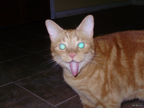 �������-�� �����