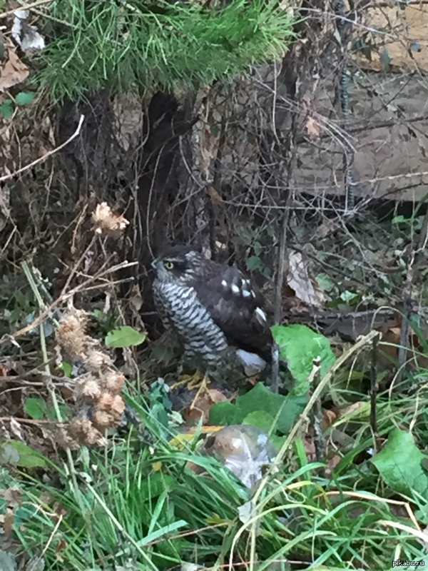 Орнитологи, нужна ваша помощь)