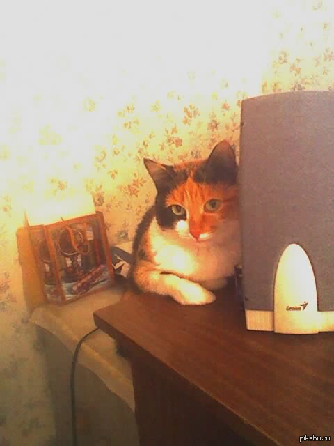 Кошка | Пикабу