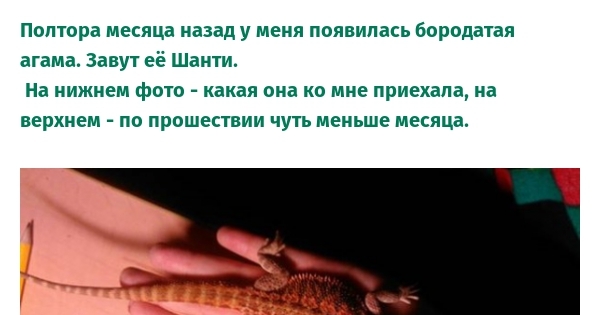 Бородатая агама Шанти. | Пикабу