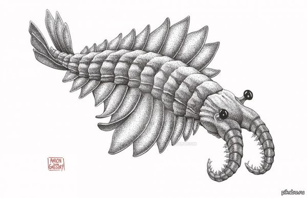 Anomalocaris (abnormal shrimp) is an extinct genus of anomalocaridid ??animals thought to be closely related to the ancestors of arthropods. - Anomalocaris, Anomalocaridid, Arthropods, Cambrian explosion, Anomalocaris