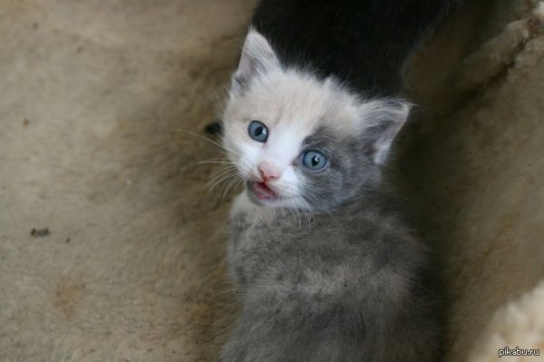 ����� ��� ������ ���