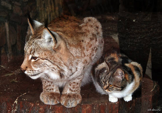 The cat snuck into the zoo and found another cat. - Lynx, Animals, cat