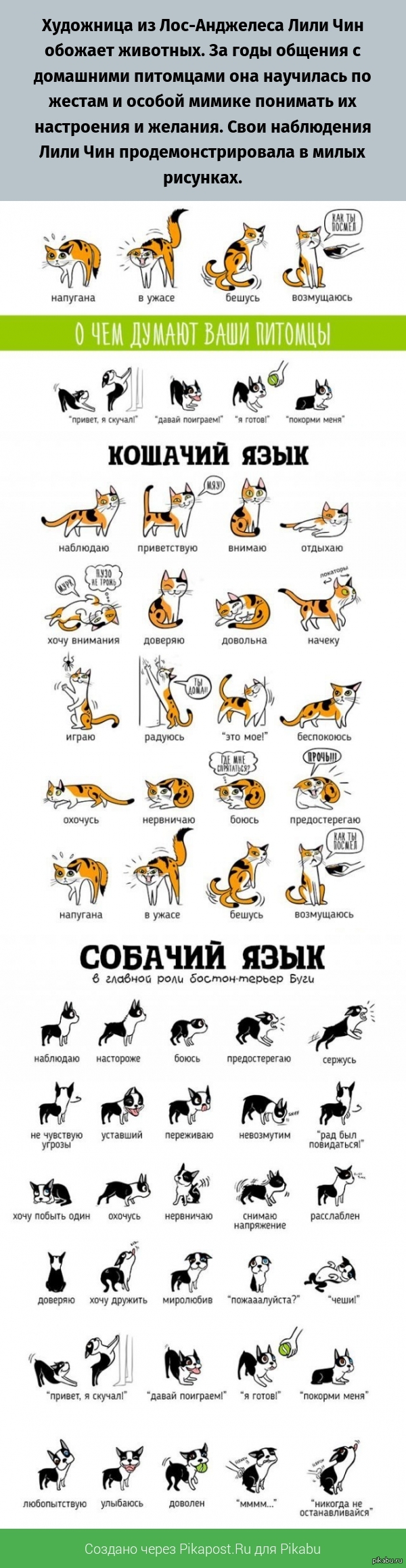 Как переводится кошки