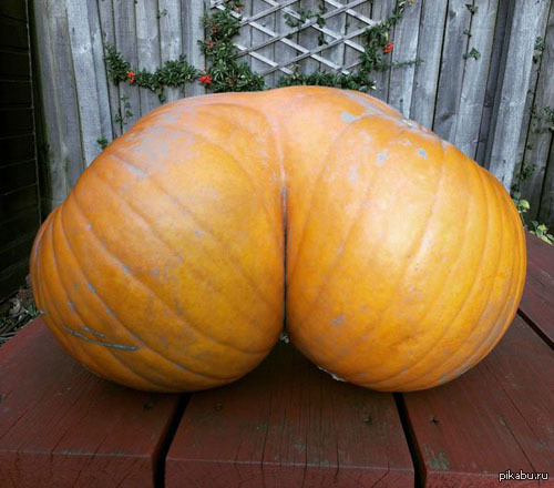 Pumpkin Painted Ass