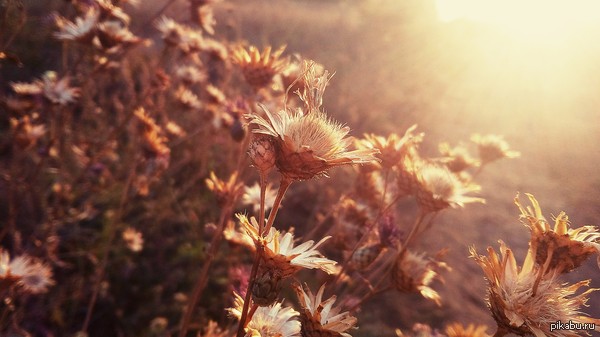 Фото на телефон :)