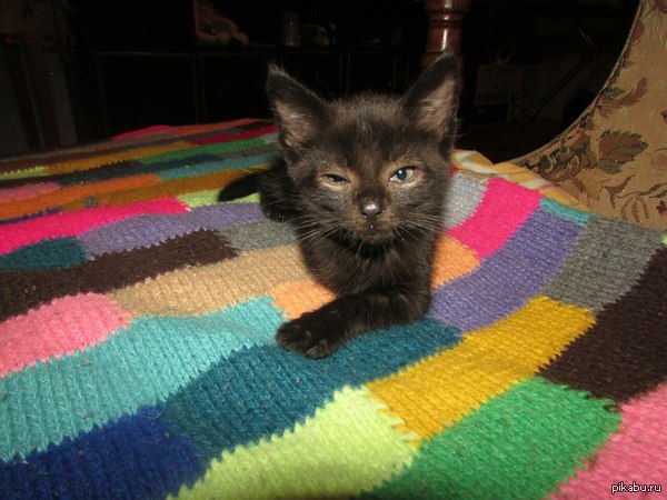 ПИКАБУШНИКИ АРХАНГЕЛЬСКА!!!!!!! Срочно надо найти новый дом для этого малыша!!!!