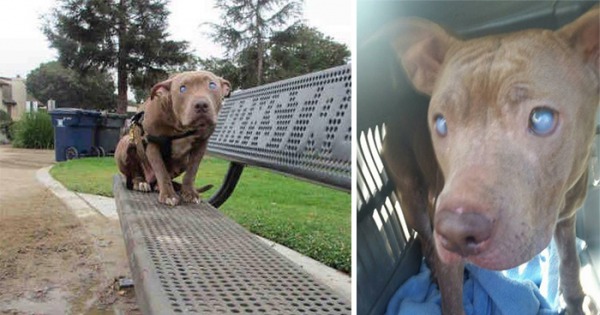 может ли ослепнуть собака