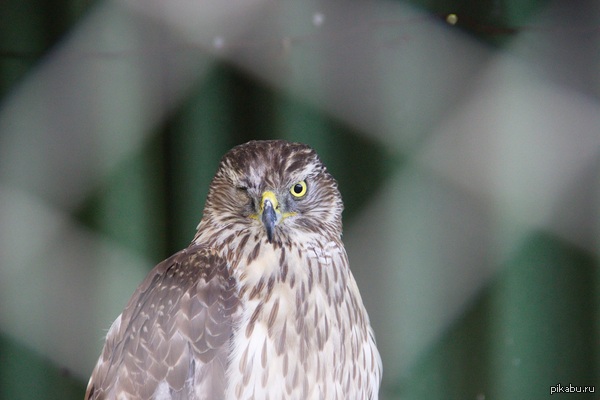 Настоящий пират Простите за качество. Фотографировать через сетку еще не научился.