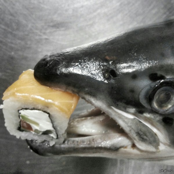Salmon hannibal! - My, Sushi, Rolls, Japanese food, Humor, Salmon, Hannibal