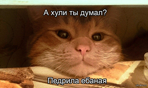 А хули ты думал