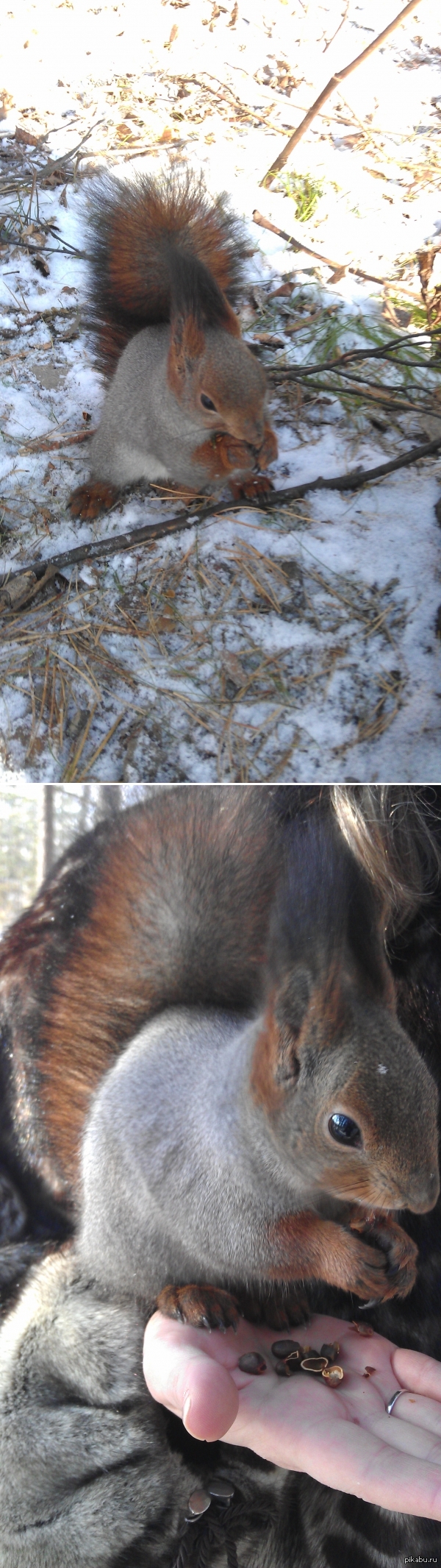 Смотрю сегодня белки в почете))