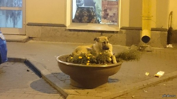 ��� - ����