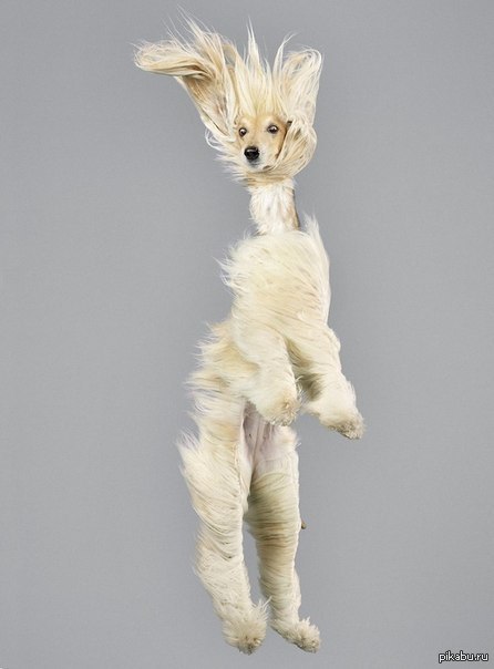 Просто собака.