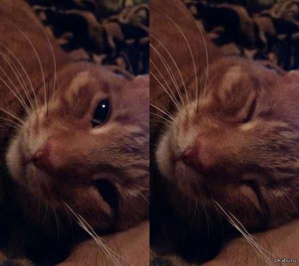 ���� ��������� ����