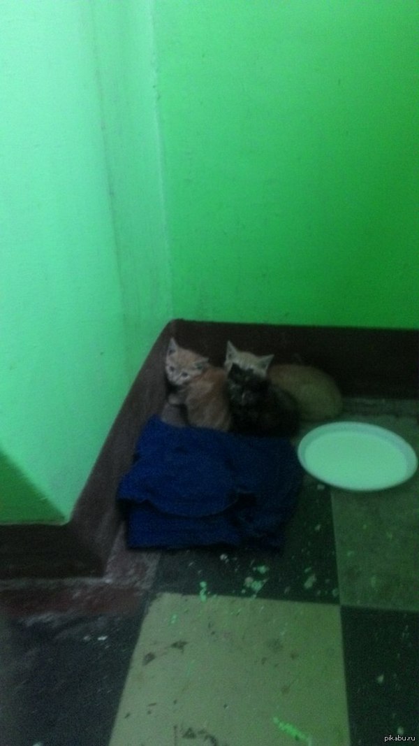 ��������� �����.