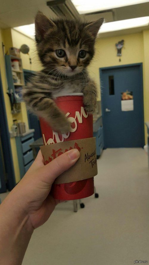 Кока кошка. Коты с кока колой. Кока кола новый год. Поп кат. Коты пепси.