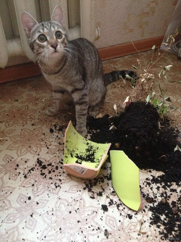 Все любят котеек