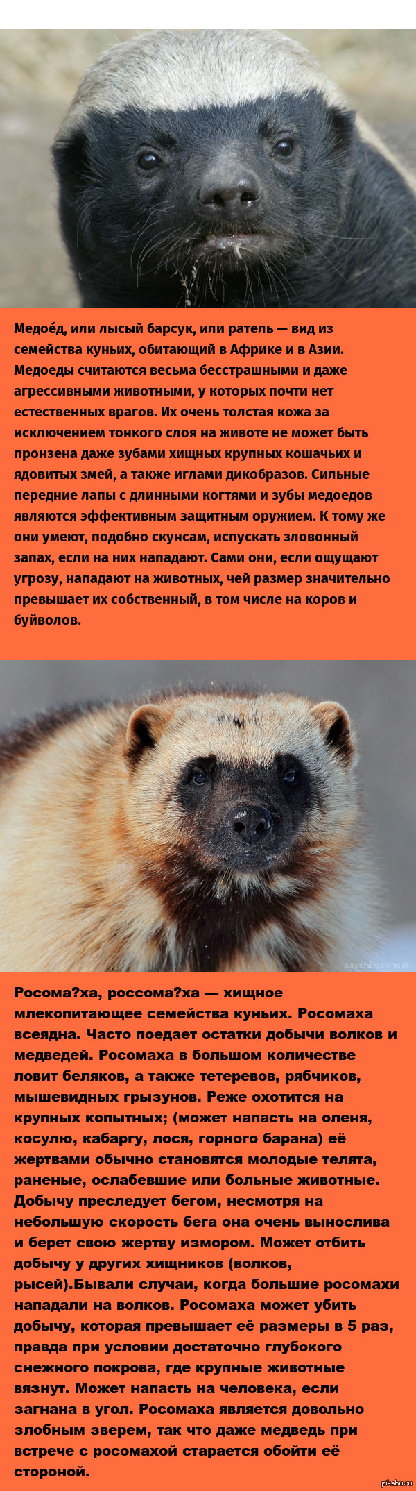 Кто кого? | Пикабу