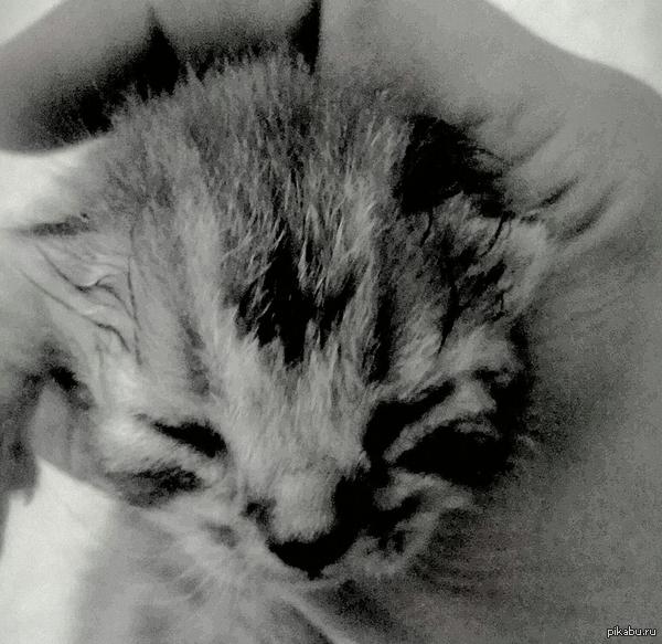 ����������� ����.