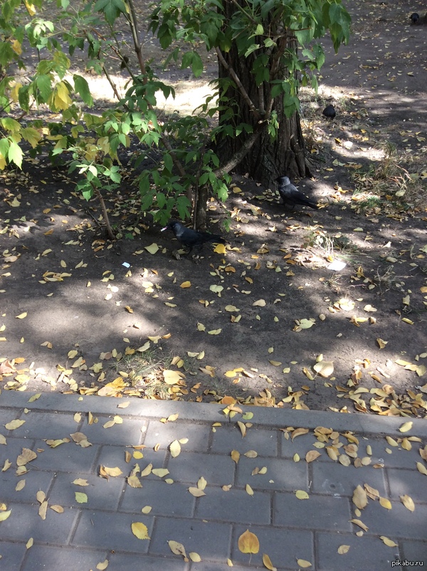 Дворовая жизнь