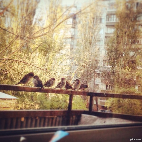 Поставила кормушку на балконе :) теперь он всегда под защитой!