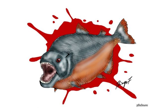 Megapiranha paranensis                   Megapiranha          ,   ,      