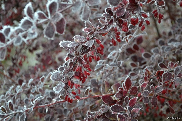 Барбарис в инее