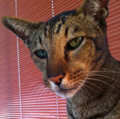 Почему этот кот выглядит как Серега?