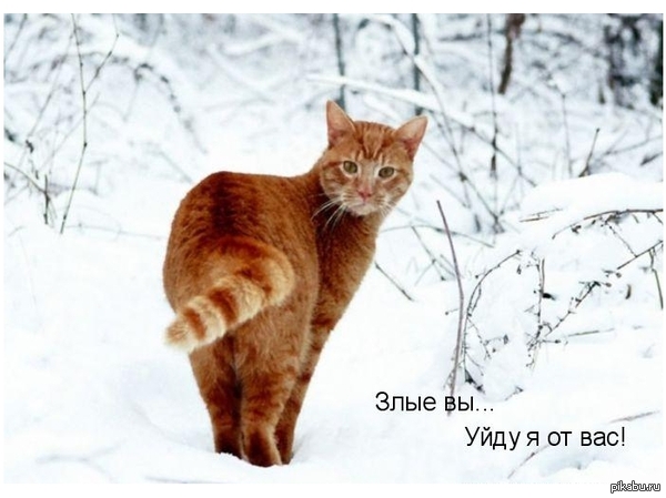 ����� ���� ����� �� pikabu � �� �����. ����(