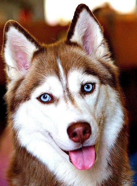 Милый собакен