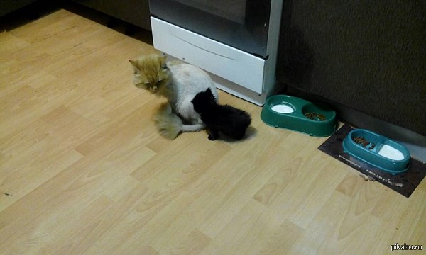 ����� ���