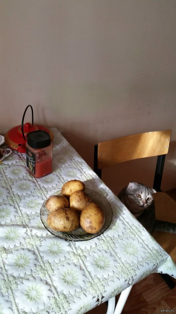 ��� ���� ����� ������ ������ ����� ��������