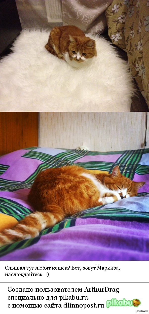 ��� �����