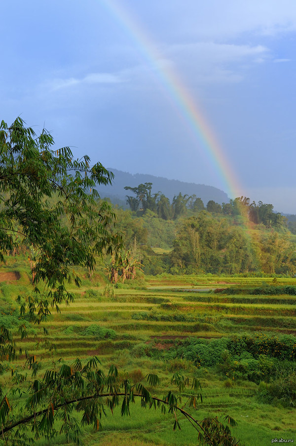 Rainbow 