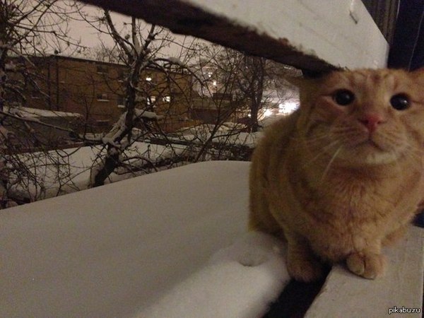 Уличный котейка
