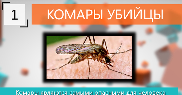 Малярийная муха. Комар. Комары опасные для человека. Самое опасное малярийный комар. Интересные факты про комаров.