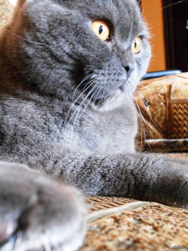 Кажется, кот моей подруги видел некоторое дерьмо...