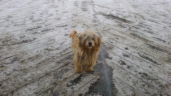 ������ ������� �� ������.