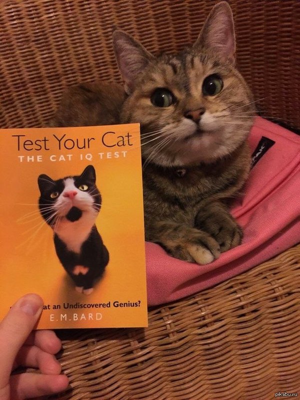 Test your cat 