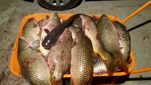 Рыбалка на сазана. Итоги