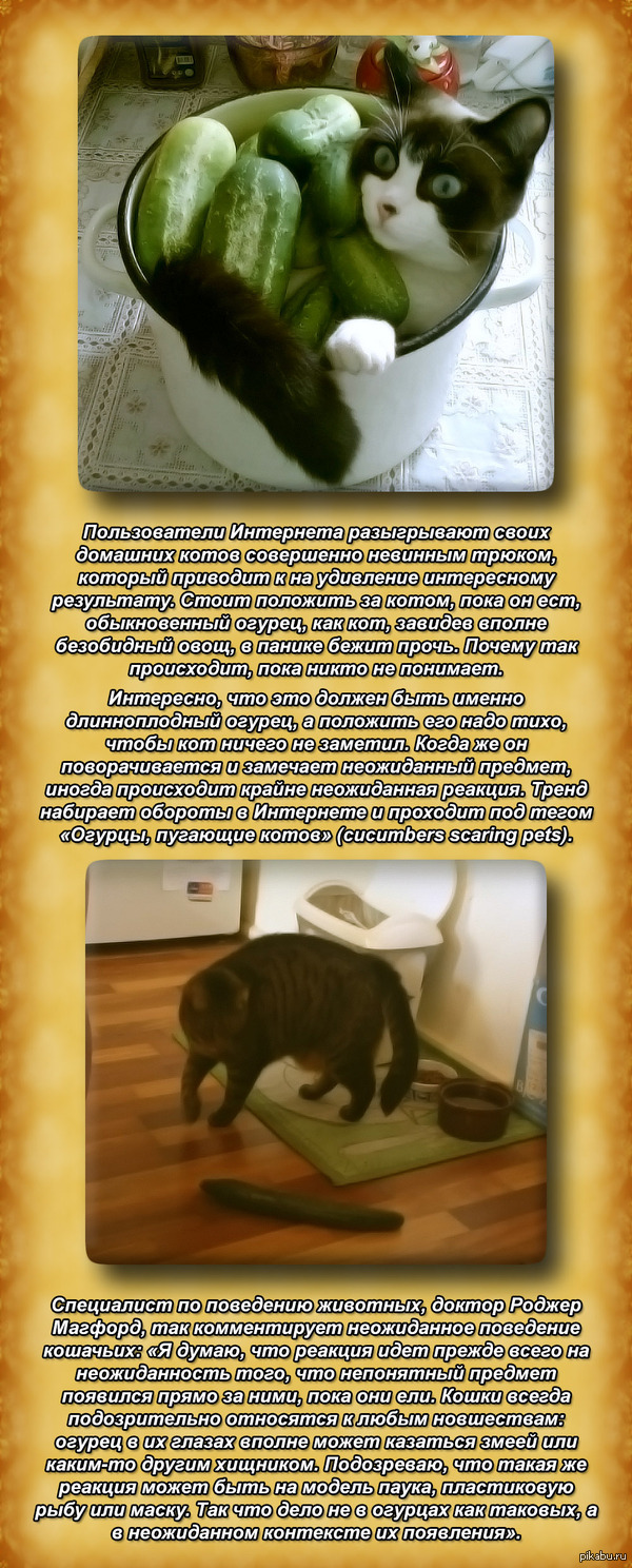 ������ ���� ������ �������: ����� � ����������