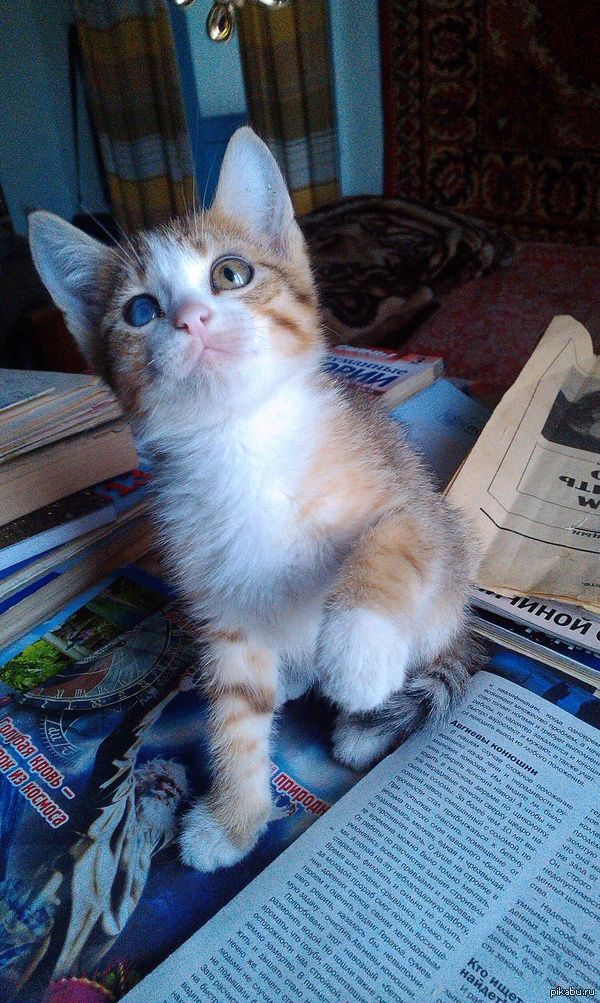 Ну ладно. Ловите котика