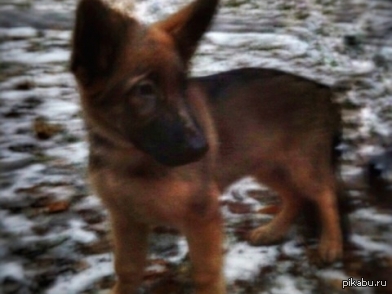 ���������� ������� �������� � ��� ����������� �������� ����� �������.