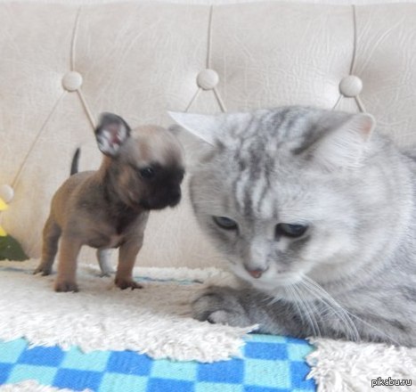   ....   !!!!  C  ,  ?!