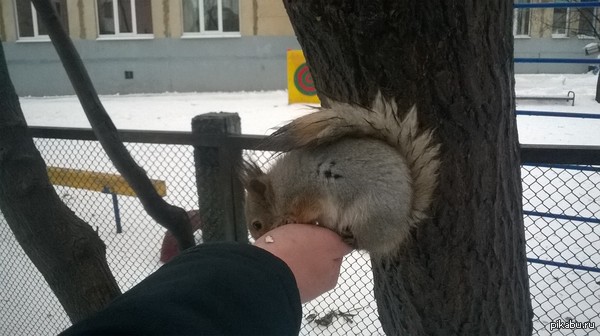 Голодная белочка ест прямо на руке
