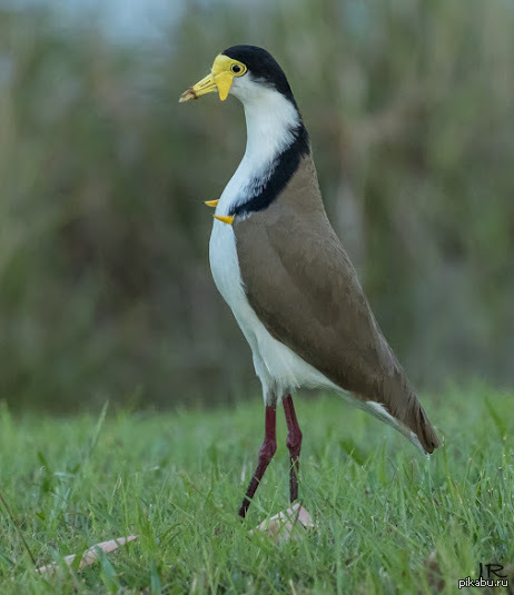Чудная птица | Пикабу