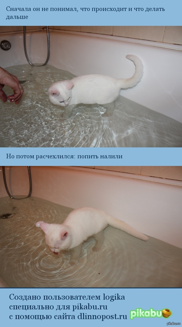 Что произошло совсем не понимаю. Кот в ванне. Котик в ванной попить налили. Попить налили Мем кот. Купание белого кота.