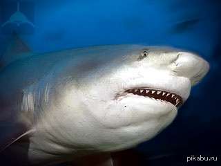   ,    ,  ,   ,    .  ,    ,  - (. Carcharhinus leucas) -          .
